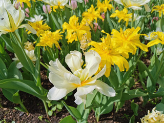 Fototapeta premium White double tulips with a yellow center on a bed of yellow tulips. The festival of tulips on Elagin Island in St. Petersburg.