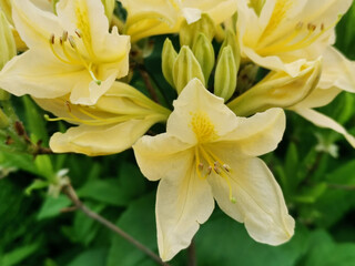 Obraz premium Yellow Japanese rhododendron (Latin: rhododendron japonicum (A. Gray) Suring var. aureum Wils) in the Botanical Garden of St. Petersburg.