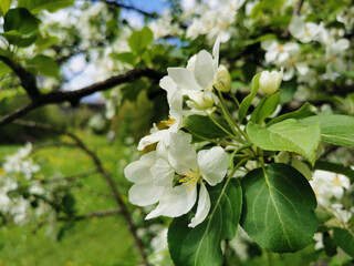A branch of an apple tree with white flowers on a background of green and blue sky.