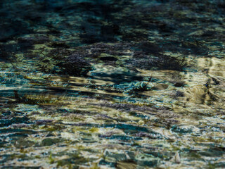 Seabed with underwater flora.