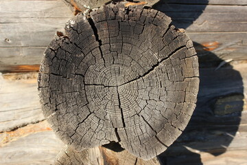 a cut of a gray log in sunny weather