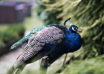 Male peacock bird with bright blue feathers and plumage sat on bench outside in wild.