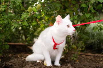 Naklejka na ściany i meble A shot of a white cat walking on a red leash.