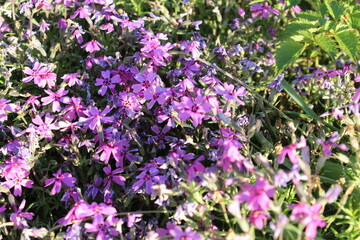 ots of purple flowers with leaves
