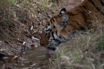 indian tigress drinking water