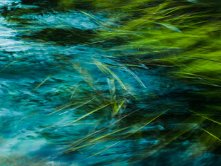 Obraz na płótnie Canvas Moving of green grass in the water pond.