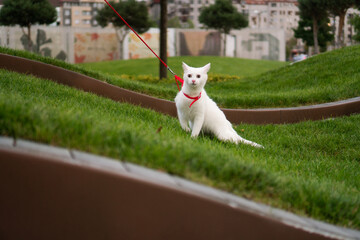 A shot of a white cat walking on a red leash.
