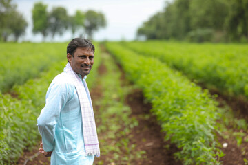 Naklejka na ściany i meble Young indian farmer standing in green pigeon pea agriculture field.