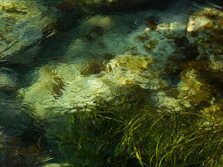 Fototapeta na wymiar Seabed with underwater flora.