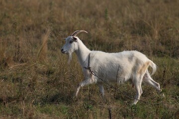 White goats graze in the field