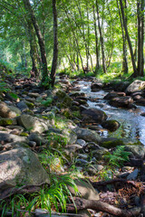 Alder tree forest at Ribera de Acebo river, Extremadura, Spain