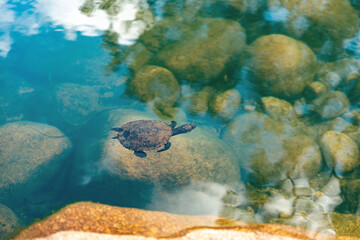 Over View of Turtle Swimming in a Lake whit Rocks as Background.Wildlife Concept.Copy Space