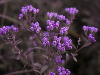 Obraz premium Wild purple flowers in bloom.