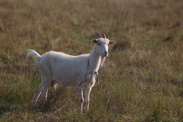 White goats graze in the field