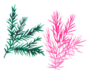 Watercolor hand-drawn green and pink coniferous twig