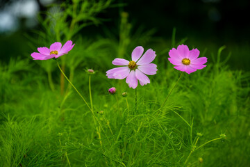 コスモス