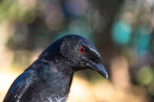 Fork-tailed Drongo