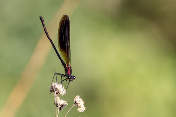 Calopteryx haemorrhoidalis con bokeh