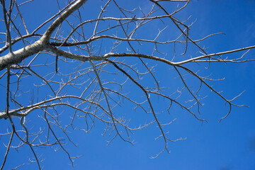 dry tree branches in the dry season against a backdrop of blue sky
