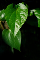close up of a green betel leaf