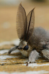 Vertical closeup on the gypsy moth, Lymantria dispar with it's b