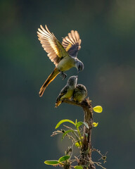 Beautiful Bird (Mantenan) feeding their chick with hovering style with bokeh background