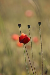 poppies in a field