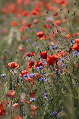 poppies field at morning
