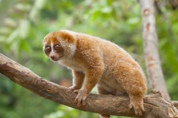 Nycticebus Borneoanus in Wildlife