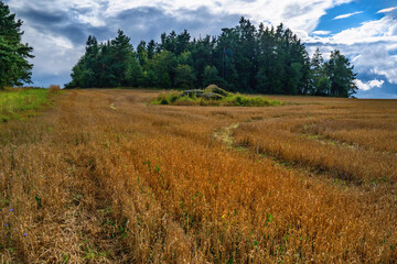 Fototapeta na wymiar Harvested field with row, stones and tree on horizon.