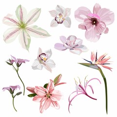 Fototapeta na wymiar Tropical flowers, bird of paradise flower, magnolia, clematis, orchid. Exotic illustrations, floral elements isolated, Hawaiian bouquet for greeting card, wedding, wallpaper.