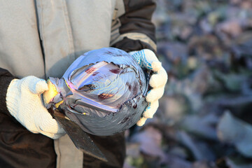 Collecting red cabbage. Head of cabbage in hands. Beyond recognition. Vegetable crops. Agricultural...