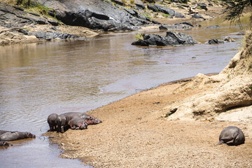A flock of cute hippos taking a nap by the waters of the savanna (Masai Mara National Reserve,...