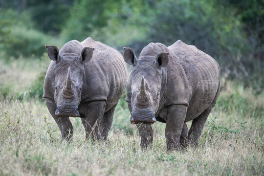 Young Adult White Rhinos