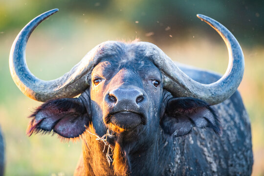 Cape Buffalo Bull