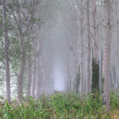 poplar forest on early foggy morning near river seine in french regional park between rouen and le havre