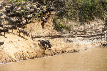 A powerful landscape where wildebeest jumps into the river, Wildebeest migration (Kenya, Masai Mara National Reserve)