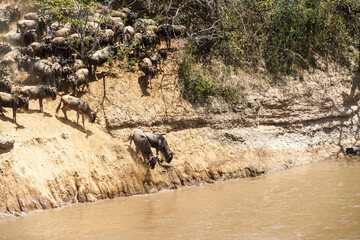 A powerful landscape where wildebeest jumps into the river, Wildebeest migration (Kenya, Masai Mara...