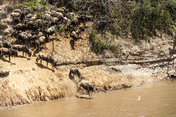 A powerful landscape where wildebeest jumps into the river, Wildebeest migration (Kenya, Masai Mara National Reserve)