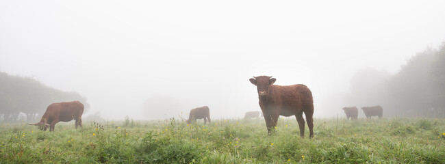 long horned cows on foggy morning in regional park between rouen and le havre in northern france