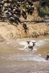 A powerful landscape where wildebeest jumps into the river, Wildebeest migration (Kenya, Masai Mara National Reserve)