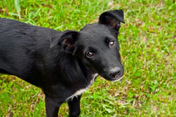 Homeless dog on a background of green grass. Black abandoned dog close up.