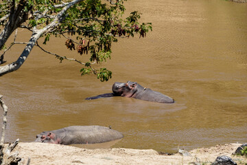 A hippopotamus with an oxpecker on its back in the river of the savanna (Masai Mara National Reserve, Kenya)