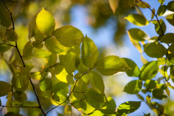 Photo of yellow leaves against the sky.