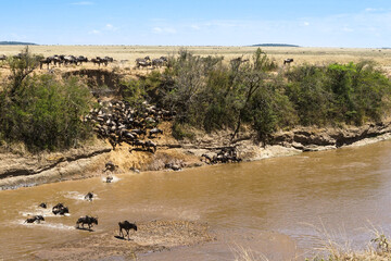 Magnificent landscape of the savanna where wildebeest crosses the river (Masai Mara National Reserve, Kenya)