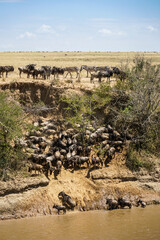 Magnificent landscape of the savanna with zebras watching the wildebeest movement (Masai Mara National Reserve, Kenya)