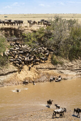 Wildebeest hordes crossing the river, a magnificent view of the savanna (Masai Mara National Reserve, Kenya)