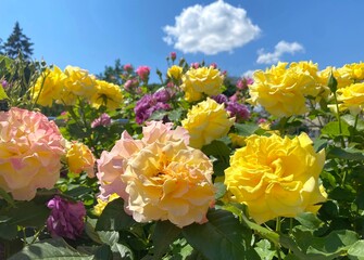 Naklejka na ściany i meble Rose flowers bush in summer garden under blue sky clouds. Beautiful roses pink yellow purple white multicolored. Lush Floribunda rose in bloom in park on sunny summer day. Paradise rose garden.