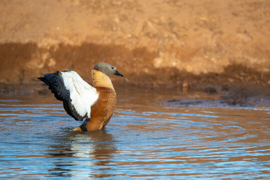 South African Shelduck wing stretching