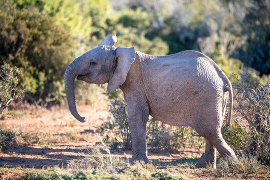 African Elephant sub-adult showing threat behaviour towards a buffalo